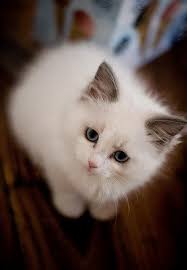 Yahoo - Login Cute Cats Pretty Cats Cats