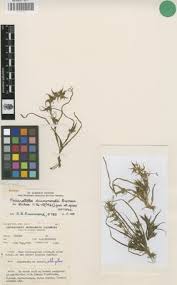 Image result for Triceratella drummondii