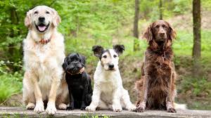 Dog Tales Nova Pbs