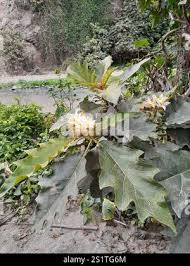 Image result for Solanum chrysotrichum