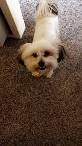 This is Copper. Mini dachsund... he came to visit today!