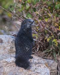 Rare Black Marmot Close-up Grand Teton National Park Stock Photo, Picture  And Royalty Free Image. Image 23399583.