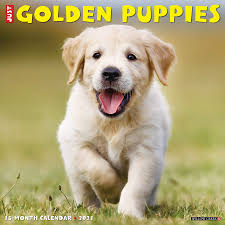 English cream golden retriever puppies wisconsin for sale family raised. Just Golden Puppies 2021 Wall Calendar Dog Breed Calendar Willow Creek Press 0709786056255 Amazon Com Books