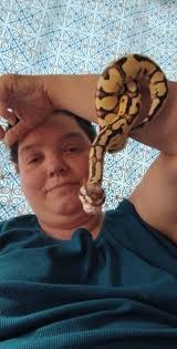 What type of snake is this, possibly a Ball Python or Firefly morph?