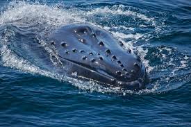 Find images of humpback whale. Humpback Whales Catherine Douglas Photography