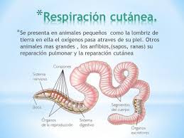 Es tipo de animales que tienen . Animales Que Respiran Por La Piel Caracteristicas Imagenes