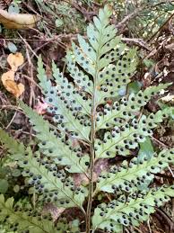 Image result for Rumohra adiantiformis