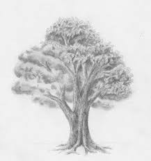 Baumstamm gründlich mit hammer und schraube von der rinde befreien. Laub Baum Zeichnen Lernen Zeichenkurs