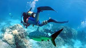Scuba Diving Hawaii Aloha Hawaii