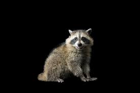 Raccoon National Geographic