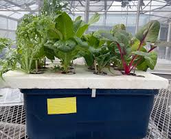 Small Scale Hydroponics Umn Extension