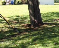 We did not find results for: Fertilizing Trees Shrubs Arbor Plant Health Care