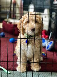 We treat the labradoodle puppies with care and give them lots of love so that they will be fun and social pets. Texas Australian Labradoodles Adoption Process Adopt A Labradoodle