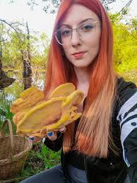 Fungo del Carrubo Laetiporus Sulphureus Ciken of Woods