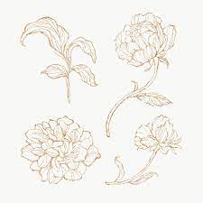 Download Premium Png Of Gold Floral Outline Set Transparent Png 2019766 Gold Drawing Floral Border Design Flower Outline