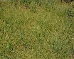 The diversity of the grasses provide excellent grazing value and beneficial cover and food for wildlife and birds. Shortgrass Prairie Grass Seed Mix Holland Wildflower Farm