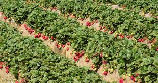 The basics will be covered here. How Many Strawberries Do 1 Strawberry Plants Produce Plant Talk Nurserylive Wikipedia
