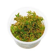 Image result for Rotala mexicana