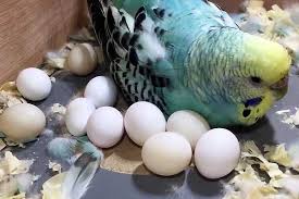 muhabbet kusu ciftlesmesi muhabbet kuslari bakimi altin kulucka