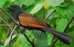 Suara burung betina berisi suara burung kicau betina yang berkualitas untuk pancingan burung muda, terapi macet bunyi dan pikat burung kicau jantan. Inilah Mitos Burung Bubut Makanan Harga Dan Suara