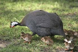 Like the chicken, guinea fowl flocks like to do everything together, often all at once and in the same place, including egg laying. Https Www Grit Com Animals Livestock Agriculture Zmaz06sozgoe