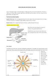 Arteries of pelvis and lower limbs. Why Does Hepatic Portal Vein Carry Deoxygenated Blood To Liver