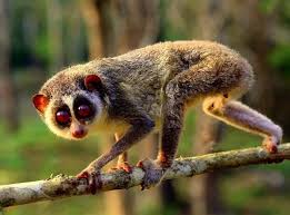 20 Endangered Animals In India You Must See Before They Vanish In No Time Animal Photography Dogs Animal Photography Wildlife Most Endangered Animals