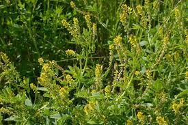 Image result for Melilotus indicus