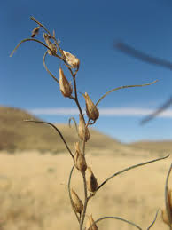 Image result for Anticharis senegalensis