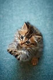 Kedi Kedicik Sevimli Cat Kitty Sweet Petsbook Petsbookofficial Guzel Kediler