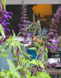 209, 211, 216, 260p, and 262 hummingbird feeders blister pack contains 9 yellow plastic flowers per pack brand #: Homemade Hummingbird Food Nectar Recipe Feeder Care Faq Homestead And Chill Flowers That Attract Hummingbirds Hummingbird Food Homemade Hummingbird Food