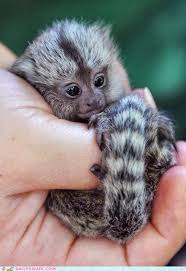 Squeeee The Smallest Monkey In The World The Pygmy Marmoset Baby Animals Pictures Cute Baby Animals Cute Animals