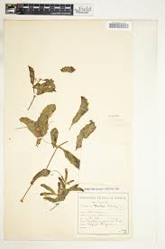 Image result for Cyphostemma congestum