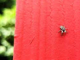 Enlist our pest control services to make pests a thing of the past. 1st Pest Control Home Facebook