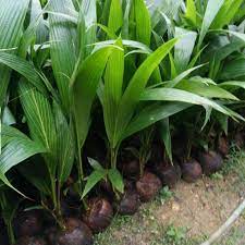 Pengadaan benih kelapa pandan wangi siap tanam. Benih Kelapa Pandan Wangi Saiz Besar Daun Pecah Shopee Malaysia