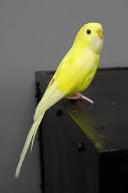 Pin By Jen Myhre On Artificial Birds In 2020 Artificial Birds Budgies Yellow Budgie