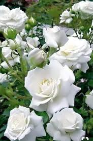 Check spelling or type a new query. Paling Bagus 24 Gambar Mawar Putih Terindah Gambar Bunga Indah