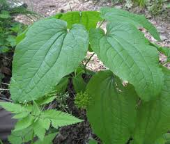 Image result for Hippocratea ritschardii
