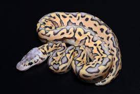 See more ideas about ball python, python, ball python morphs. Exotics By Nature Cute Reptiles Cute Snakes Cute Snake