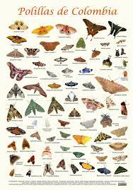 Polillas De Colombia Polilla Ojos De Buho Mariposario