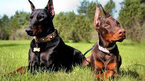 تفسير حلم مطاردة الكلاب في المنام لابن سيرين موقع مصري in 2021 doberman pinscher dog doberman pinscher dog training