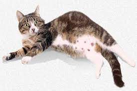 Check spelling or type a new query. Breeding And Caring For Your Pregnant Cat Cat Birth Pregnant Cat Cat Care