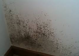 Remember, mold can develop anywhere in a damp or humid environment. Damp And Mould Ian Perks Estate Agent