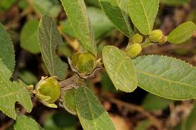 Image result for Paropsia