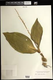 Image result for Liparis deistelii