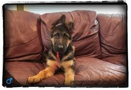 Explore 204 listings for black german shepherd puppies for sale at best prices. Puppies For Sale Alpine Valley German Shepherd Puppies About Helensberg German Shepherd Chesnee Sc European L Shepherd Puppies German Shepherd Puppies Puppies