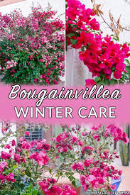 Once the shade is cast, however, the question of. Bougainvillea Winter Care Tips Joy Us Garden
