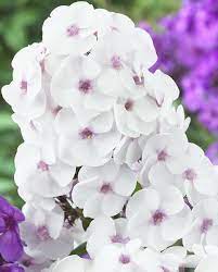 Phlox Paniculata Ice Cream Gardening Kits Plants Flowers