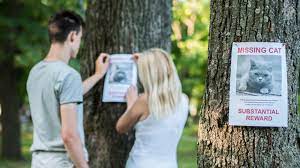 Call the team at all about cats veterinary hospital in southwest las vegas at: What To Do If Your Cat Goes Missing Rh Uncovered