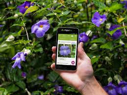 Plant classifications of flowering and now flowering plants. Accueil Pl Ntnet